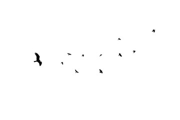 birds different sizes isolated, flock black crow at white background, eagle chase flock of crows