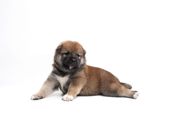 Close-up of a Newborn Shiba Inu puppy. Japanese dog. Beautiful shiba inu puppy color brown. 18 day old. Puppy on white background.