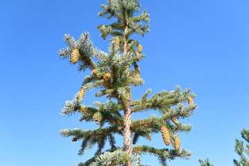 nature christmas tree