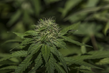 Bubble gum variety of medicinal marijuana