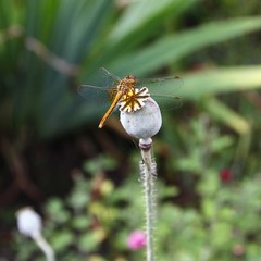 Dragonfly and poppy head.
