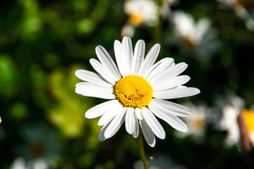 Obraz premium Close-up on a daisy flower (Marguerite)