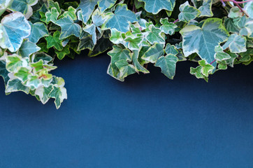 Detail of street decor - ivy plant on dark blue background. Natural frame close up. Empty place for text, copy space.