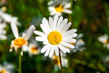 Fototapeta premium Marguerite - daisy flowers