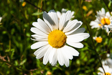 Obraz premium Marguerite flowers in summer