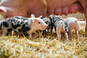 Hübsche, bunte Ferkel im Stroh vor ihrer Muttersau
