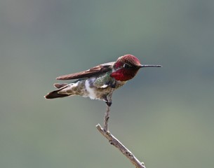 Summer Bird Sitings 15