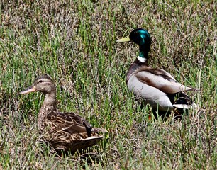 Summer Bird Sitings 13