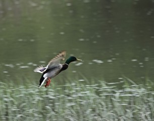 Mallard Coming in for Landing