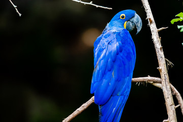 Blue Macaw