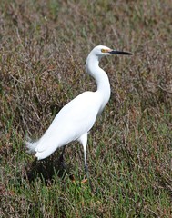 The Smaller Egret