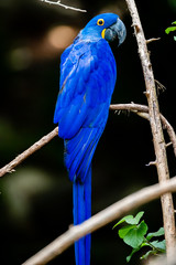 Blue Macaw