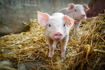 Niedliches, kleines Ferkel im Strohstall blickt neugierig