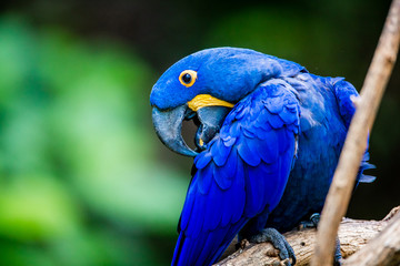 Blue Macaw