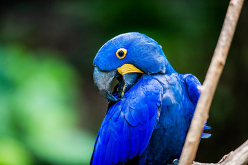 Blue Macaw
