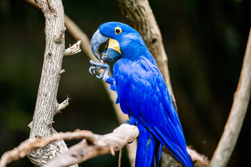 Blue Macaw