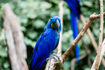 Blue Macaw