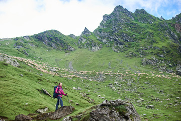 Naklejka premium Young tourist female is standing at the foot of the mountain on a rock. On a blurred background, you can see a herd of sheep and a green mountainous terrain. Fagaras Mountains, Carpathians, Romania