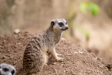 Meerkat 