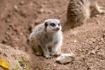 Fototapeta premium Meerkat 