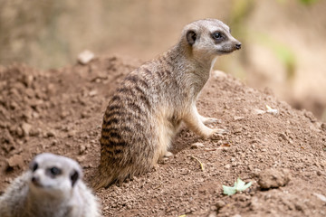 Fototapeta premium Meerkat 