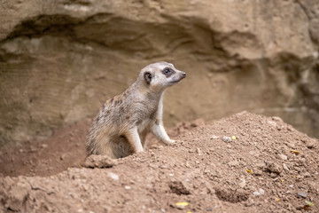 Meerkat 