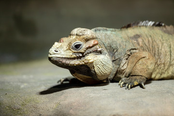 Iguana