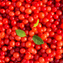 Nanking cherry (Prunus tomentosa) as background.