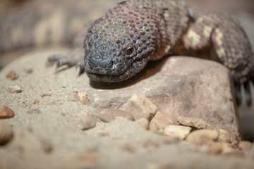 Lizard