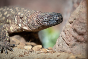 Lizard