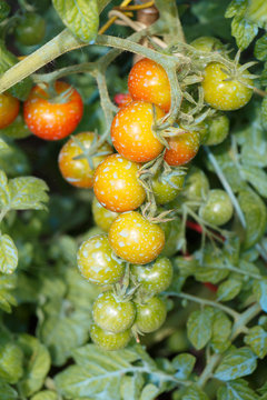 Tomates cerises m&ucirc;rissant au potager avec bouillie bordelaise pour &eacute;viter le mildiou