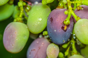 close-up of macro grapes