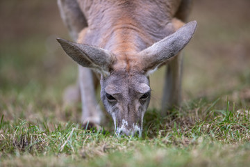 Kangaroo Baby