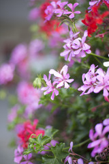 Naklejka premium Flowers Red