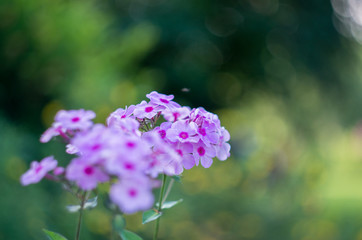 Obraz premium flowers