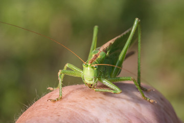 Fototapeta premium heupferdchen