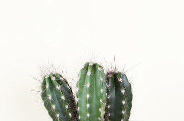 Green cactus on white wall background
