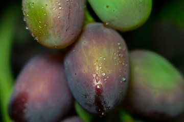 close-up of macro grapes