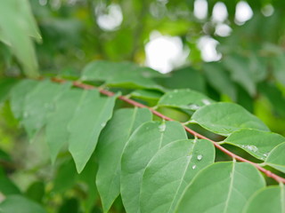 Selective focus of refreshing green leaves of Star Gooseberry tree after rain