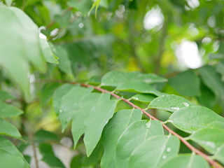 Selective focus of refreshing green leaves of Star Gooseberry tree after rain