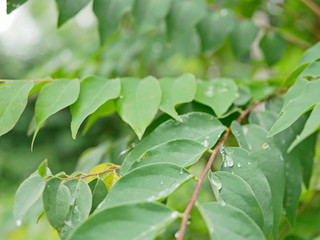 Selective focus of refreshing green leaves of Star Gooseberry tree after rain