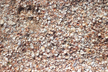 background texture seashells
