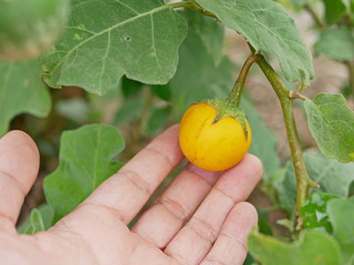 Beautiful fresh Thai eggplants in a farmer's hand being checked for their quality before the harvest