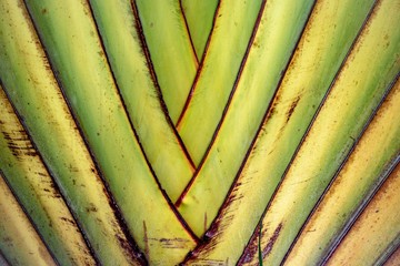 Traveller&rsquo;s tree.