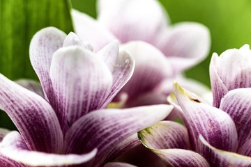Purple flowers Siam tulip in blurred background.