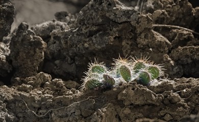 Cactus growing on lava rocks