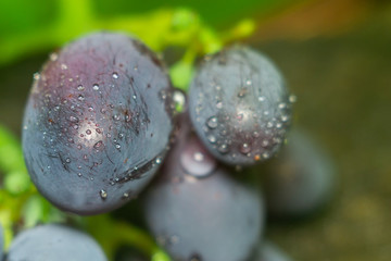 grapes and water drops