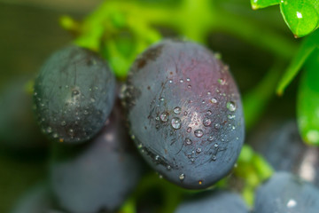 grapes and water drops