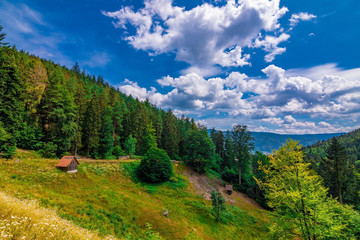 The Black Forest in Germany