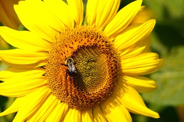 Obraz premium Sunflower